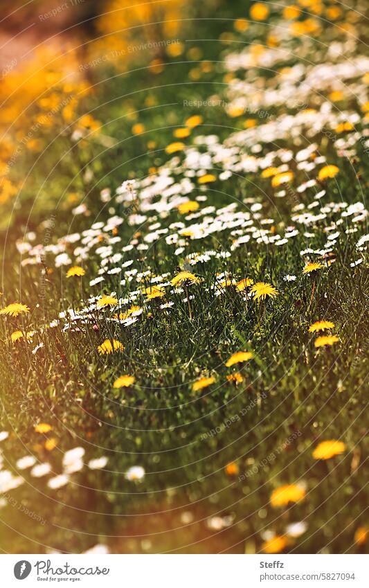 blühende Frühlingswiese im warmen Sonnenlicht Wildwuchs Löwenzahn Gänseblümchen Frühlingsblumen Löwenzahnfeld Wildblumen Wildpflanzen Wildblüten gelb lichtvoll