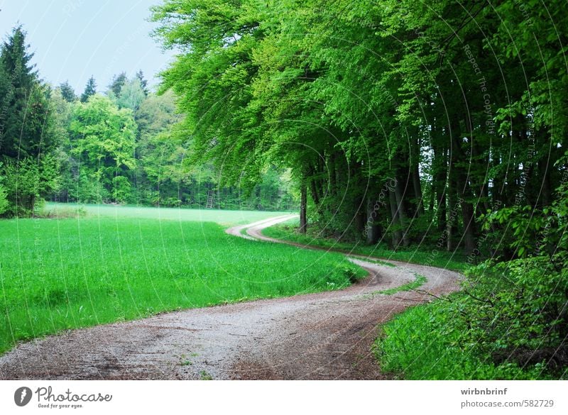 Der Waldweg..... Natur Landschaft Sommer Schönes Wetter Baum Blatt Grünpflanze Menschenleer Wege & Pfade Holz Erholung Fitness Jagd wandern Unendlichkeit grün