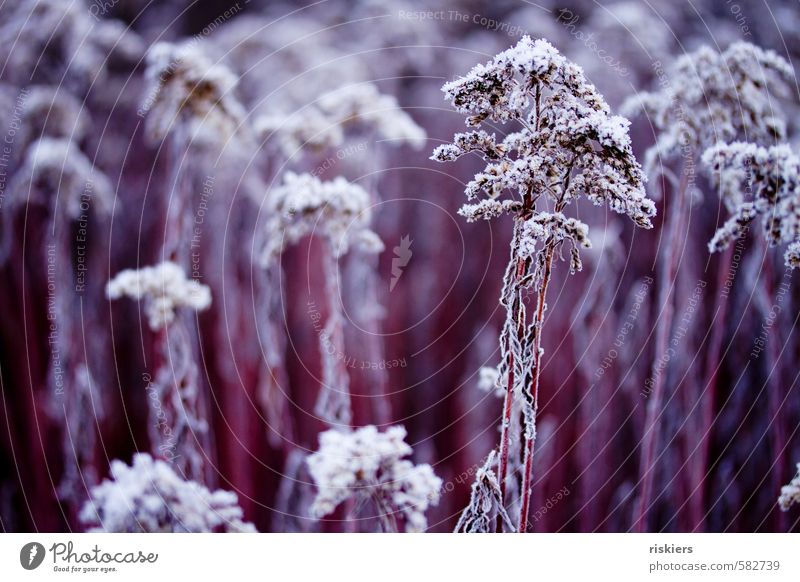 purple winter Umwelt Natur Pflanze Winter Eis Frost Wildpflanze Park Wiese Feld ästhetisch kalt rot weiß Kraft ruhig gefroren Farbfoto Außenaufnahme