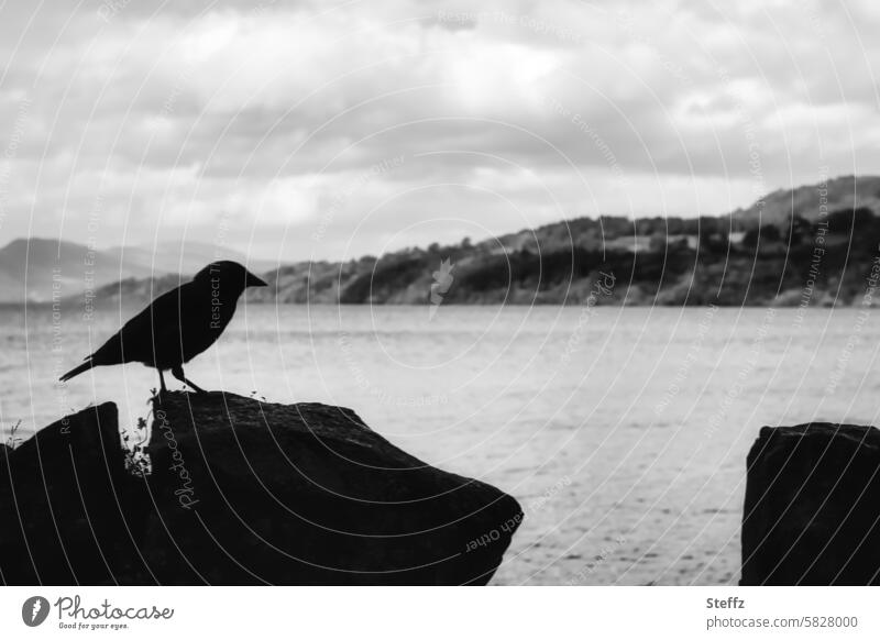 eine Dohle am Loch Lomond Schottland schottisch Vogel Silhouette friedlich schottischer See Seeufer Ausblick Aussicht Mauer Mauerstreifen Mauerreste Steinmauer