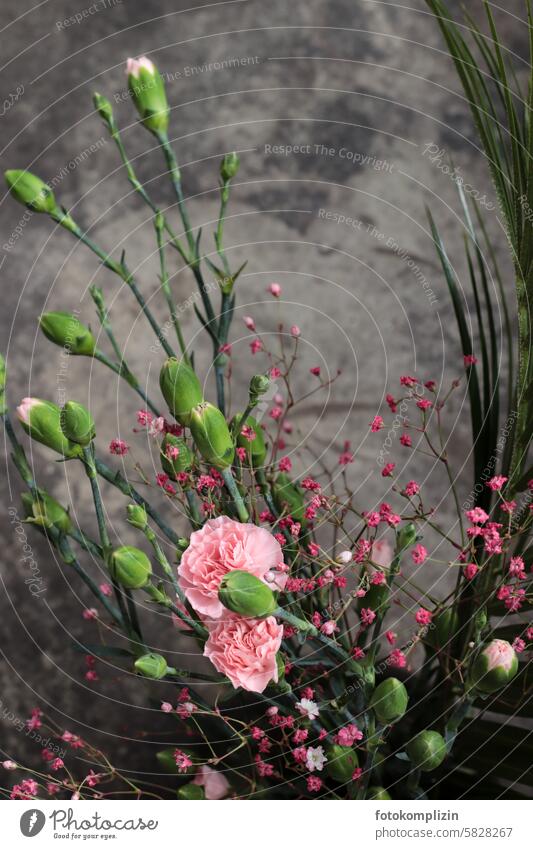 Nelkenstrauß Blumenstrauß rosa Blüten Rosa Nelken dunkler Hintergrund Knospen
