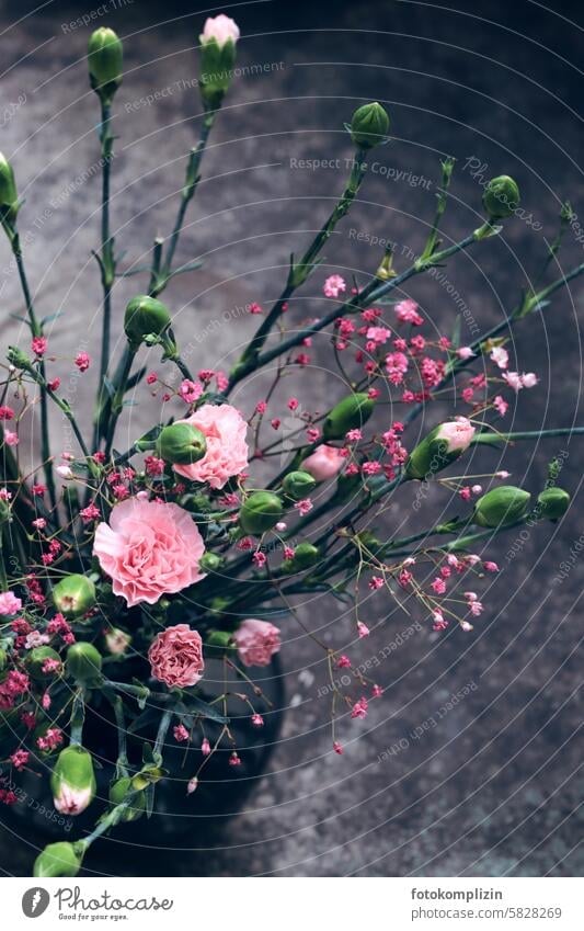 rosa Nelkenstrauß in dunkler Vase Blumenstrauß dunkel dunkler Hintergrund edel Knospen cool Deko Stil Blüte