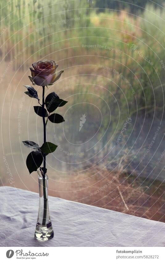 Stielrose im Glas am Fenster Rose Rosenblüte Blume Vase Glasvase Trauer Melancholie Vergänglichkeit Blüte Stengel Geschenk Zweig Blütenstiel traurig Beerdigung