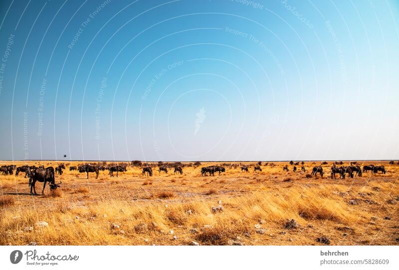 weites feld Herde wildbeast Gnu Trockenheit Savanne Gras besonders Himmel Landschaft Ferien & Urlaub & Reisen Natur Freiheit Abenteuer Farbfoto reisen Fernweh