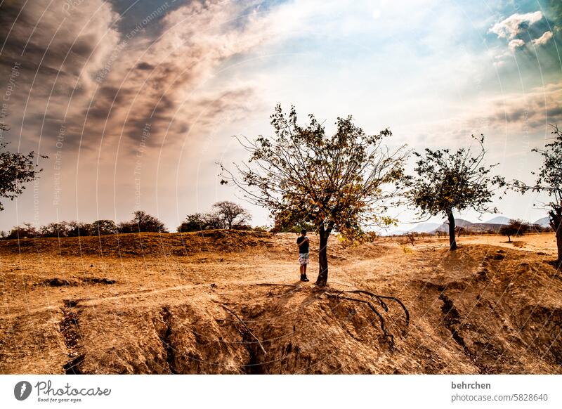 staubig epupafalls Klimawandel Dürre Trockenheit trocken Baum Ferne Afrika Farbfoto Namibia Fernweh Natur Landschaft Ferien & Urlaub & Reisen Abenteuer