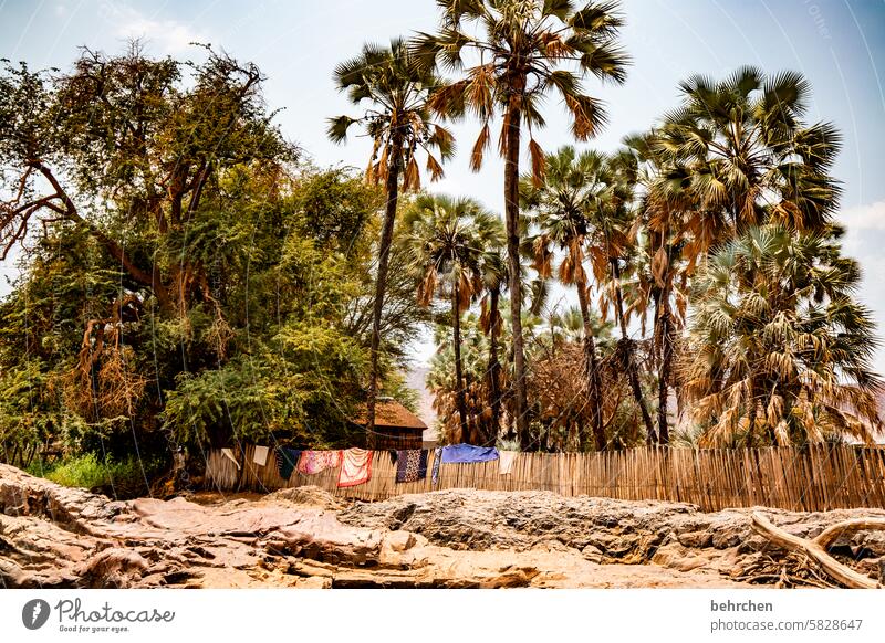 kleine oase Palme Wärme Himmel besonders Abenteuer Ferien & Urlaub & Reisen Landschaft Natur Fernweh Namibia Farbfoto Afrika Ferne Baum trocken Trockenheit