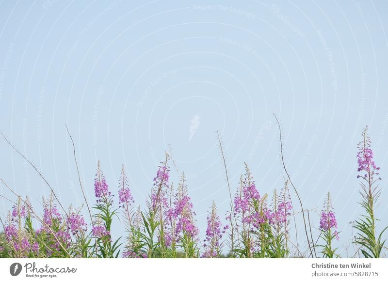 Schmalblättrige Weidenröschen vor hellblauem Himmel Blumen Wildblumen Blüten blühen Natur Epilobium angustifolium Nachtkerzengewächs natürlich rosa Wildpflanze