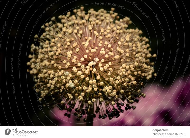 Der Samenstand vom Zierlauch ist richtig fotogen.  Sieht aus als hätte er Stacheln. Blume Natur Sommer blühende Blume blume natürliche Farbe Tageslicht nah