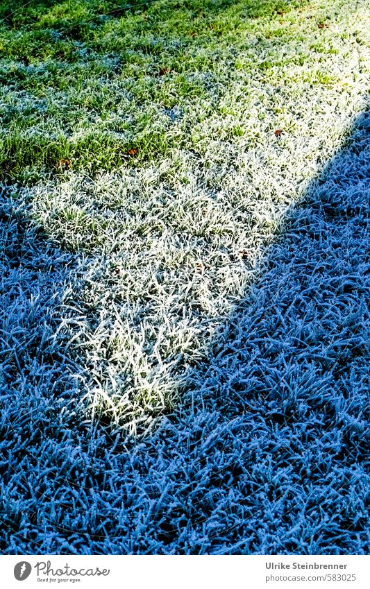 V Natur Pflanze Winter Schönes Wetter Eis Frost Gras Garten Wiese frieren leuchten kalt grün Raureif gefroren Schatten Licht Grenze Übergang Teilung Dreiteilung
