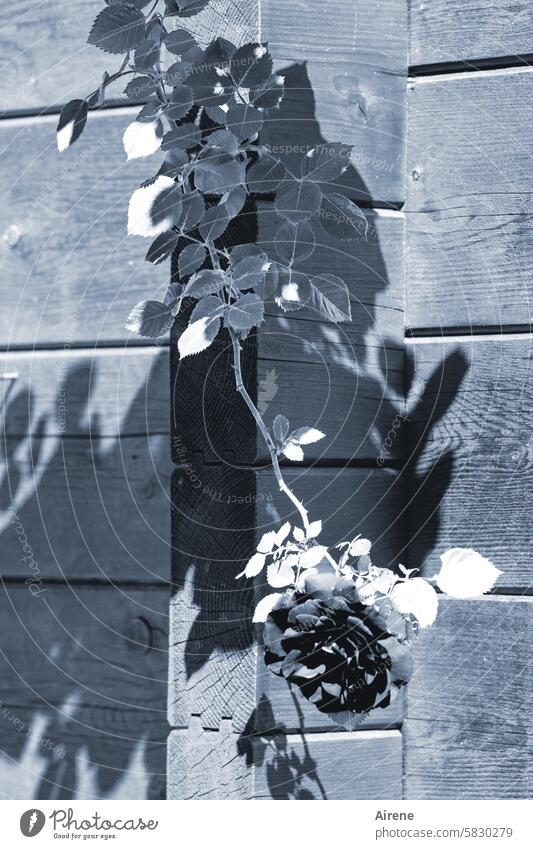 Rosenblues Blühend Garten Duft Blatt kalt blau schwarzweiß schwarze Rose Kletterrose Holzwand hängen Schatten Blätter Pflanze Blume Sommerblume Kletterpflanze