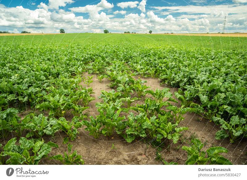 Blick auf ein reifes Feld mit Futterrübenpflanzen an einem Julitag in Ostpolen Rübe Pflanze Wachstum Blatt grün Ackerbau Himmel Sommer ländlich Zucker