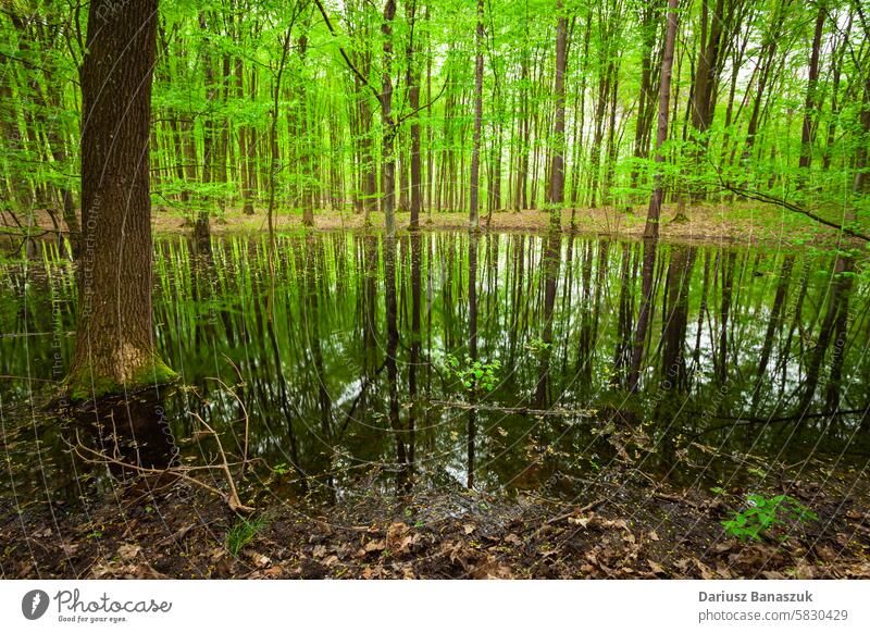 Spiegelung von Bäumen in einem Teich in einem grünen Wald, April in Ostpolen Waldgebiet Wasser Reflexion & Spiegelung Holz Baum See Frühling Natur Blatt Tag