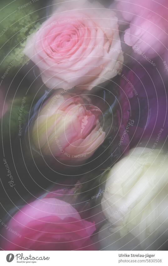 Blumengruß |Rosen und Tulpen in pink, rosa, lila und cremefarben Blumenstrauß Strauß zart Bewegungsunschärfe Frühling Blüte Dekoration & Verzierung Pflanze