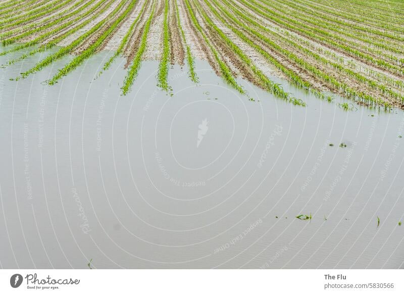 Land unter Feld Acker Mais Pflanzen Landwirtschaft Überschwemmung Wasser Hochwasser Überflutung Regen Dauerregen Klimawandel Unwetter Zerstörung Wetter nass