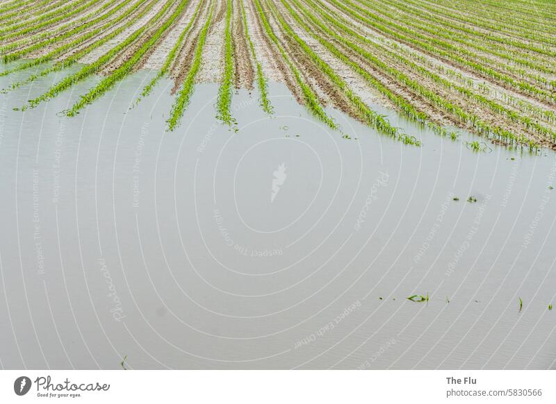 Land unter Feld Acker Mais Pflanzen Landwirtschaft Überschwemmung Wasser Hochwasser Überflutung Regen Dauerregen Klimawandel Unwetter Zerstörung Wetter nass