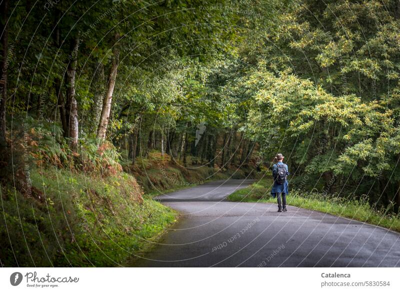 Die leere, kurvige Straße führt in den Wald Natur Wege Strasse Birke Kastanie Eiche Wanderer einsam Wege & Pfade Landschaft Baum Umwelt Tag Tageslicht Pflanze