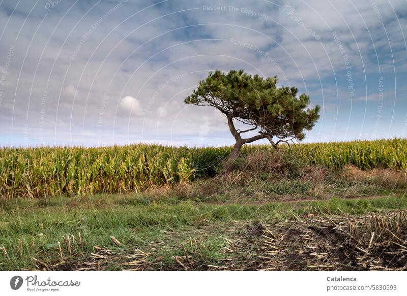 Eine kleine Kiefer steht am Maisfeld, am Rande des Weges . Ferien & Urlaub & Reisen Umwelt Himmel Landschaft wandern Tageslicht Tourismus Natur schönes Wetter