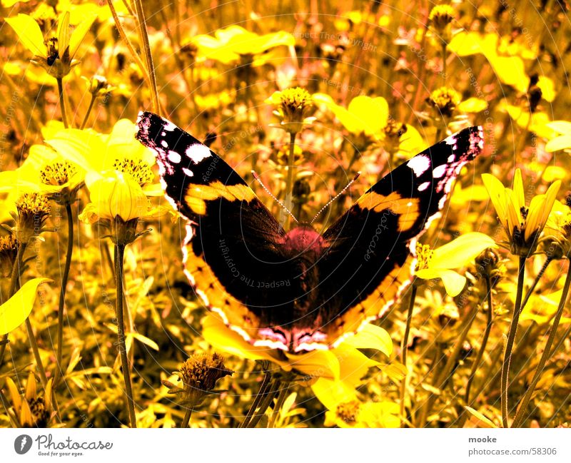 Butterfly Wiese Sommer gelb Schmetterling Frühling Natur