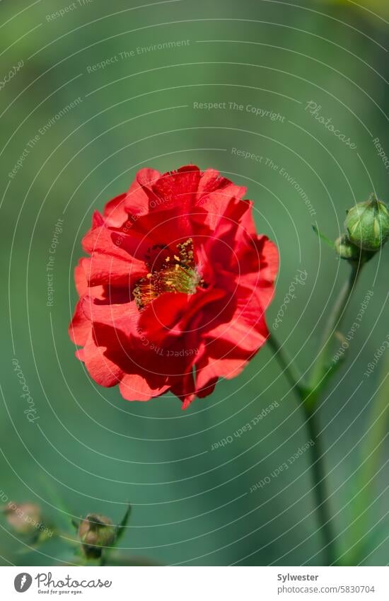 rote Blume auf einer Wiese Feld Wiese Natur Garten Sommer Geburtstag