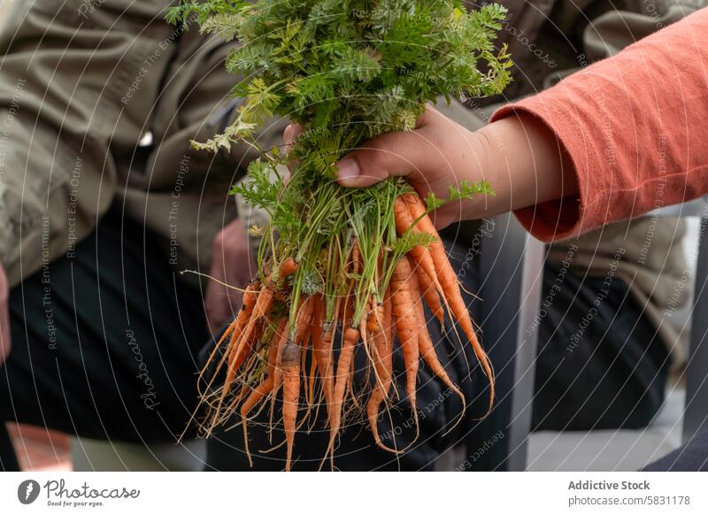 Frische Möhren mit Opa im Frühling ernten Kind Großeltern Senior Hände Ernte frisch Garten Bonden Wochenende Familie Ackerbau Landwirtschaft ländlich Aktivität