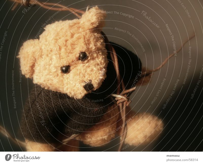 gefährliche Liebe Teddybär Stofftiere Spielzeug Missbrauch Bär Gewalt