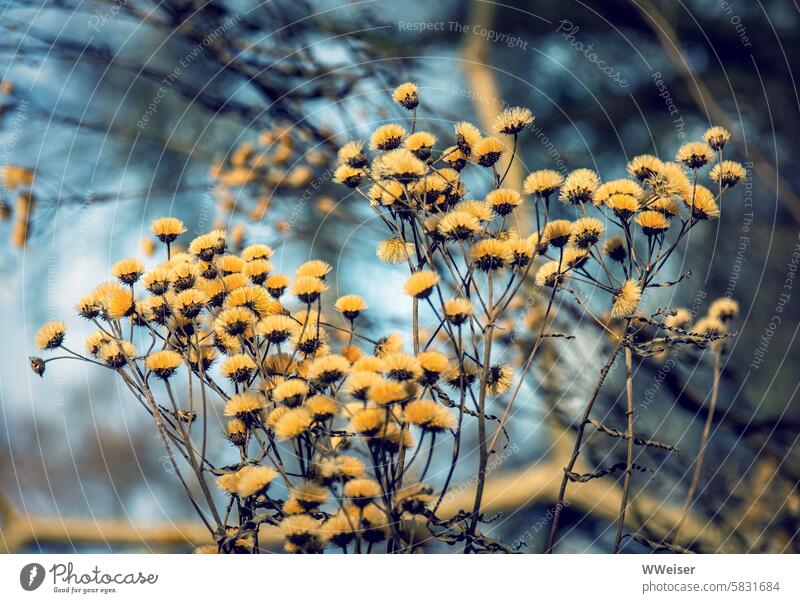 Eine verblühte, aber dadurch besonders dekorative Pflanze vor winterlichem Hintergrund Vernona Scheinanster Winter Struh Blüten Blumen Strauch blau-gelb