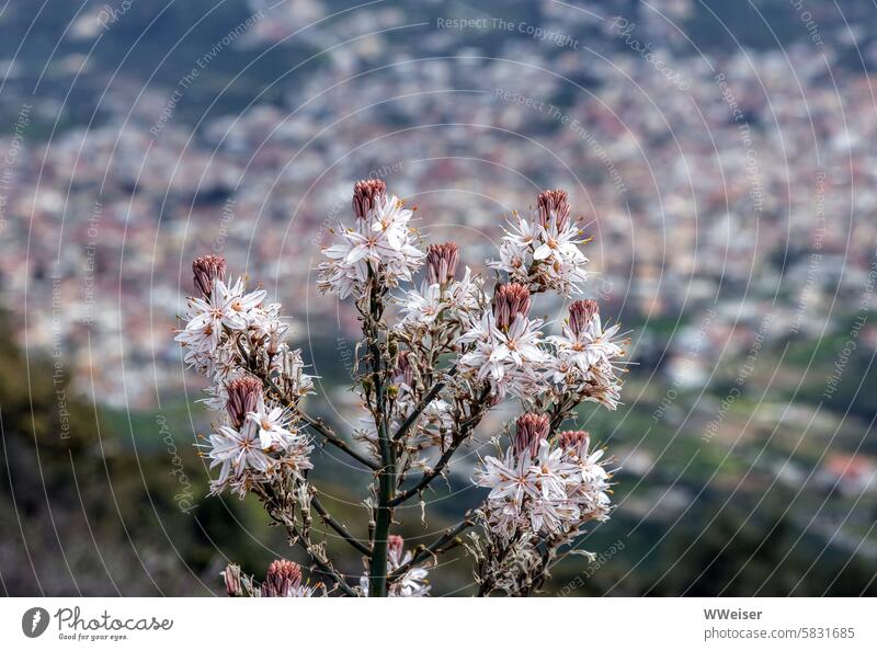 Eine ausdauernde blühende Pflanze kämpft in dieser bergigen mediterranen Region gegen die Dürre an Trockenheit Wassermangel Süden Blumen Affodill zäh Widerstand