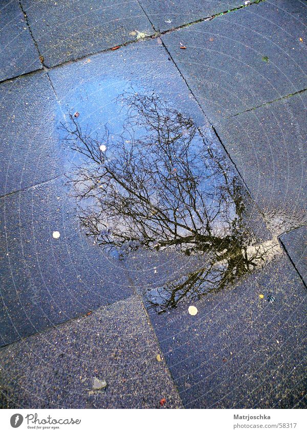 Pfützenbaum Baum Reflexion & Spiegelung Bürgersteig blau-grau Regen