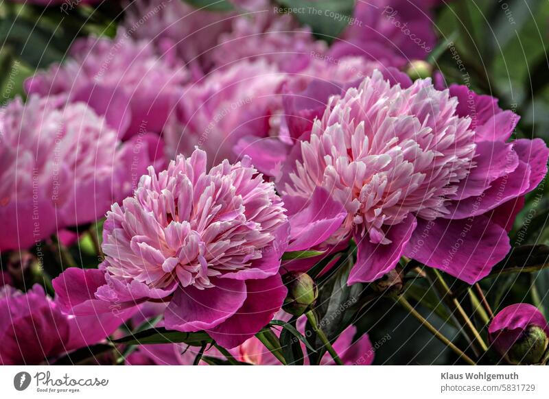 Pfingstrosen blühen üppig in meinem Garten Pfingstrosenblueten Gartenblume Blume Blüte Blühend rosa Außenaufnahme schön Blütenblatt ästhetisch duftend Paeonia