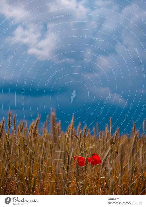 gemeinsam leuchten - auch in dunklen Zeiten Mohn Gewitterwolken rot leuchtend rot Getreidefeld Sommer dunkle Wolken Mohnblüte Klatschmohn Blüte Feld