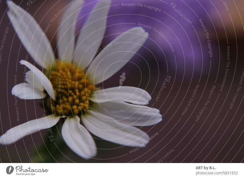 Wilde Margerite blume blüte garten gelb textfreiraum blume links weiß