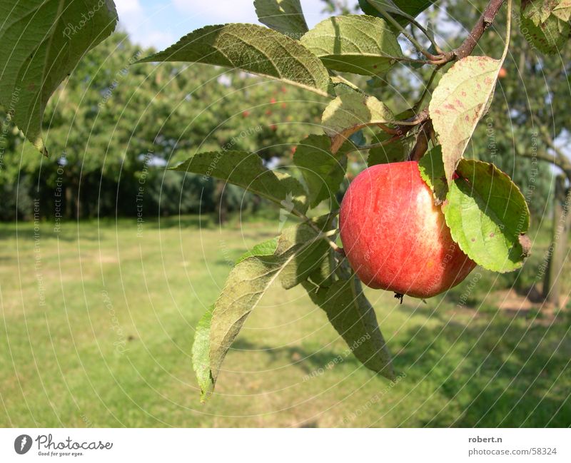 Apfel Apfelbaum Obstgarten Baum Garten Frucht