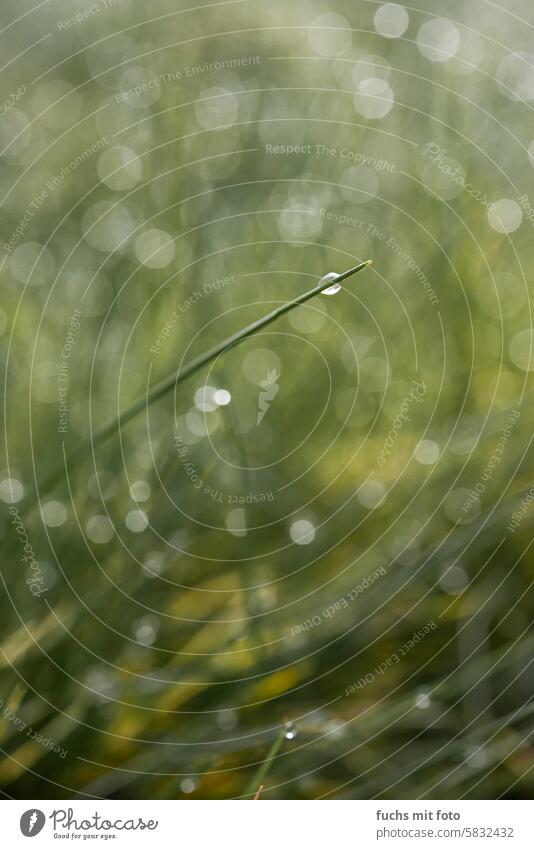 Ein Grashalm mit einem kleinen Wassertropfen. Grasshalm H2O Bokeh Natur Tropfen Wellen Textfreiraum Unschärfe frisch Landschaft feucht h2o liquide niemand