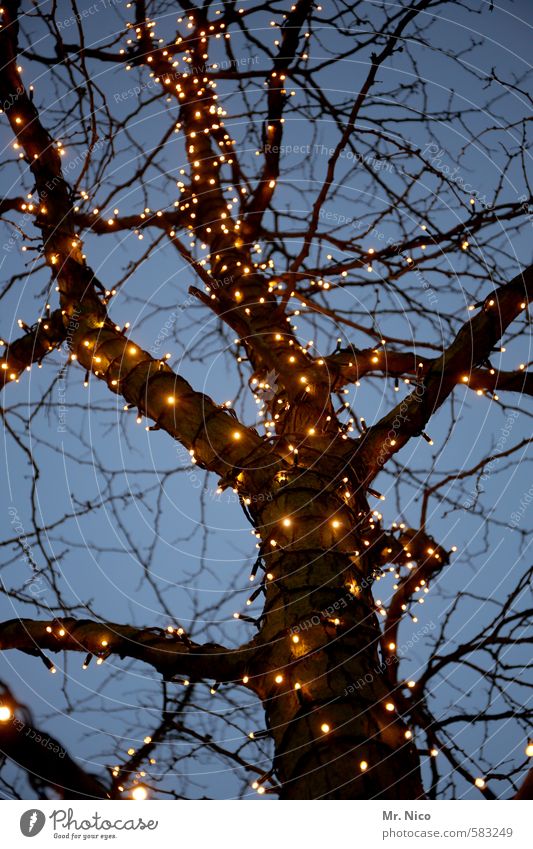 ä tännschen , please ! Feste & Feiern Weihnachten & Advent Herbst Winter Baum Kitsch Lichterkette Ast Zweige u. Äste Weihnachtsmarkt Weihnachtsdekoration
