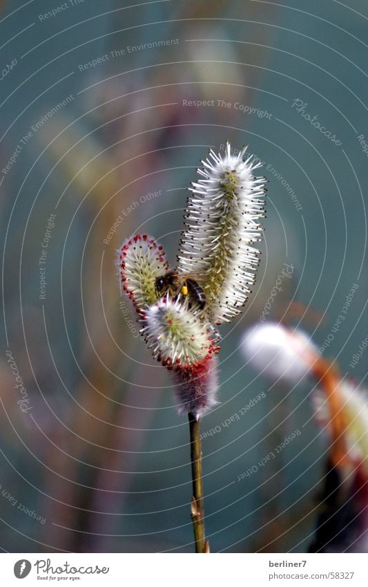 Weidenkätzchen mit Besuch Blüte Frühling Biene Insekt Flimmerhärchen Blütenknospen