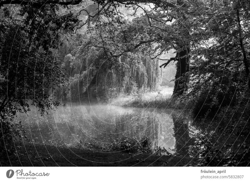 Grün in schwarzweißem Kleid Park Garten Baum Trauerweide See Wasser Bäume Natur Landschaft Reflexion & Spiegelung Teich ruhig Seeufer friedlich Idylle