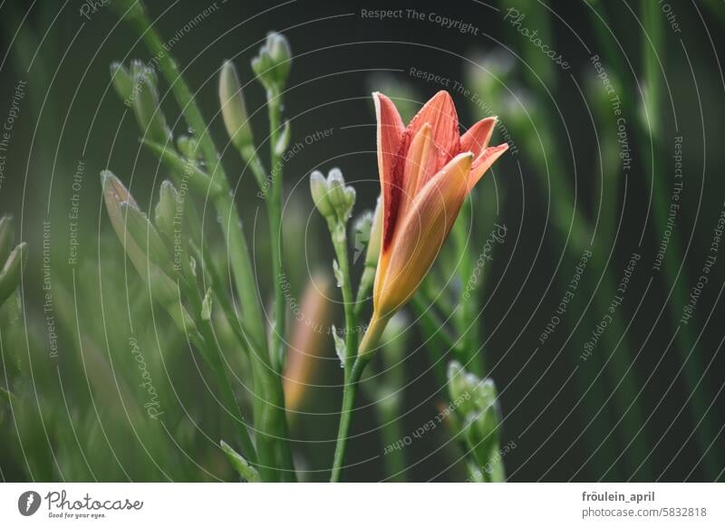 Aufblühen | aufblühende Blüte einer orangefarbene Lilie Blume Natur blühende Blume Gartenblume Sommer natürliches Licht blühende Sommerblume Lilienblüte