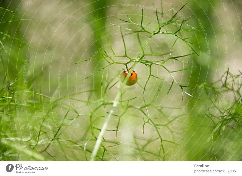 Ein kleiner roter Marienkäfer krabbelt an den Blättern einer Fenchel-Pflanze entlang. Käfer grün Tier Natur Makroaufnahme Nahaufnahme Insekt krabbeln Glück