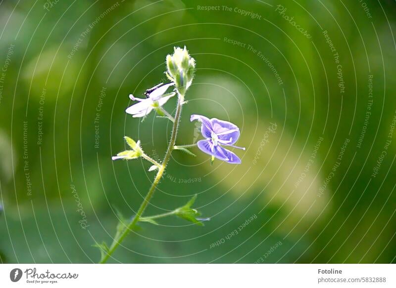 Kleines lila Blümchen namens Ehrenpreis Blume Natur Blüte Pflanze Blühend Nahaufnahme Detailaufnahme Farbfoto Blütenblatt Makroaufnahme Garten Frühling