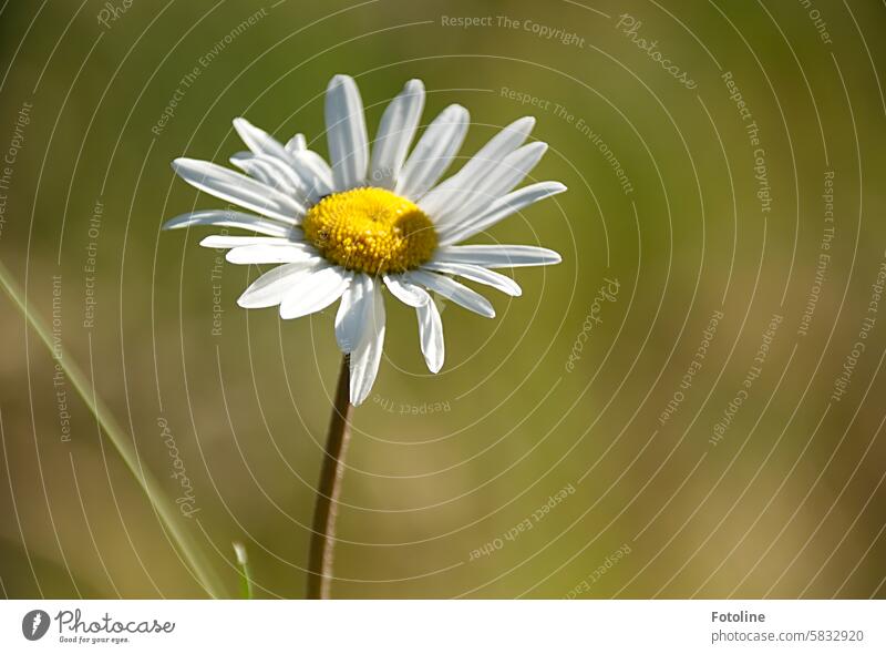 Leise wiegt sich eine Margerite im Wind und sonnt sich. Blume Blüte Sommer Pflanze weiß Blühend Farbfoto Nahaufnahme Garten gelb Schwache Tiefenschärfe