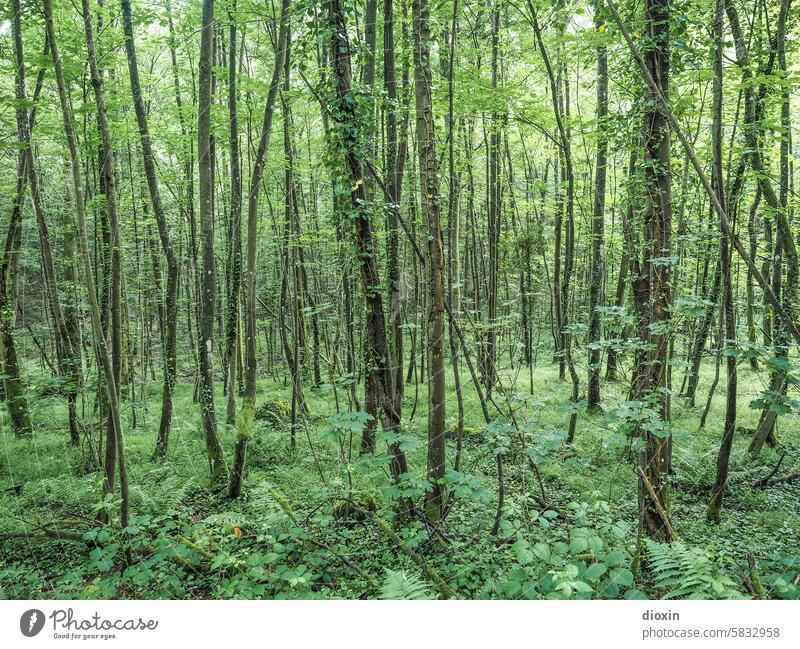 Grüne Hölle Wald Natur Waldstimmung Umwelt Außenaufnahme Baum Bäume Waldgebiet