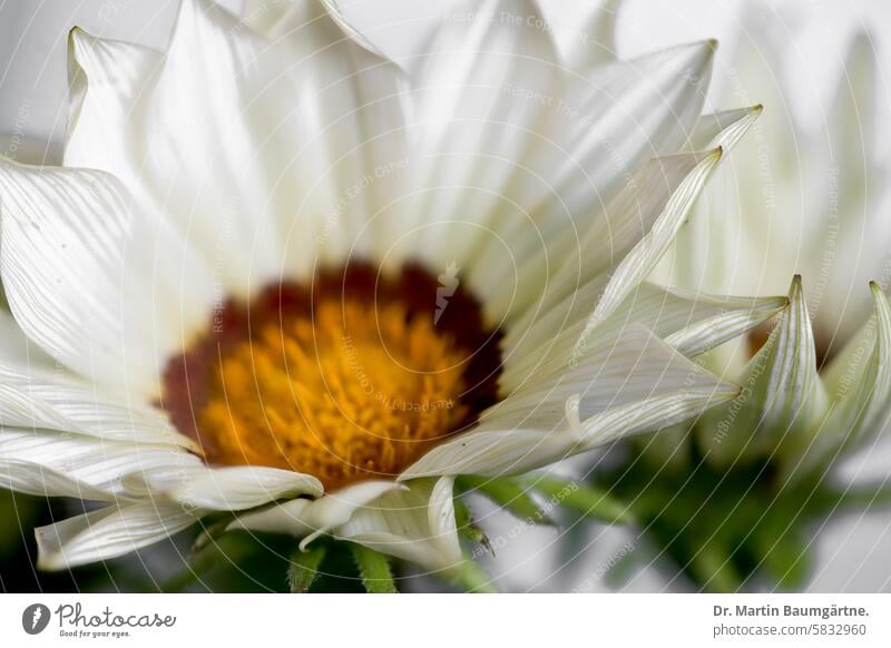 Gazanienhybride, Gazania, ursprünglich aus Südafrika aus Südafrka Blütenstand blühen geringe Tiefenschärfe Nahaufnahme frostempfindlich Korbblütler Asteraceae