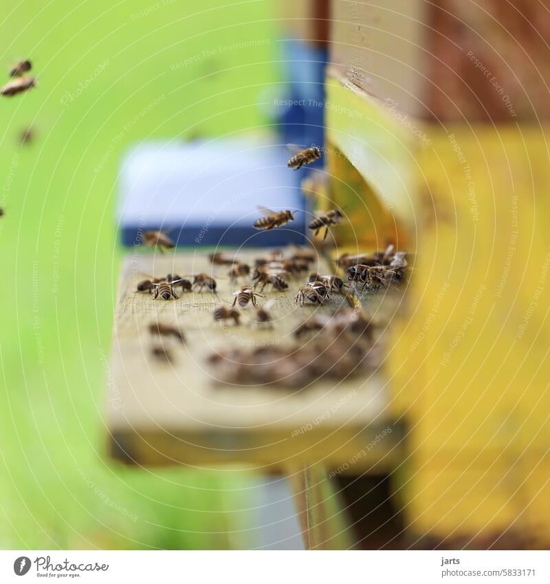 Bienenstock klein Tag Nutztier Bewegung Menschenleer Ausdauer Tier Teamwork emsig Schwarm diszipliniert Insekt Imkerei Honigbiene Arbeit fleißig fliegen