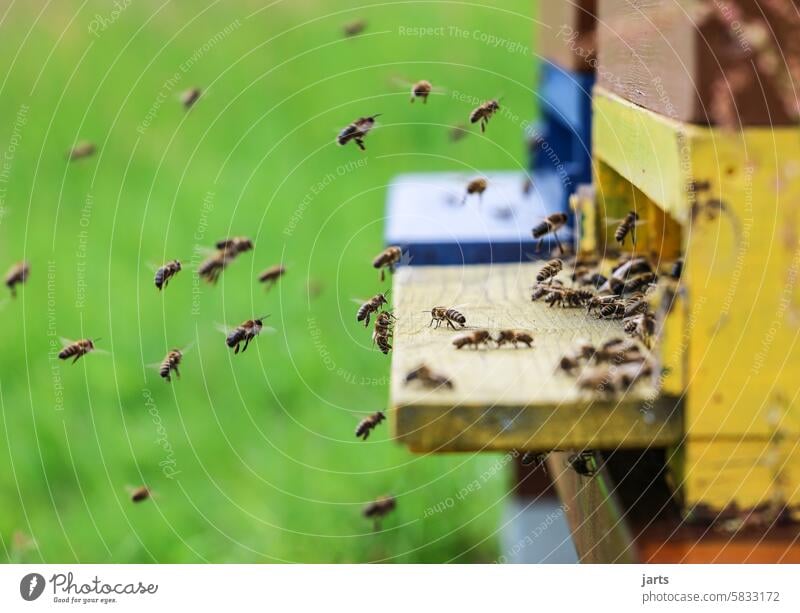 fliegende Bienen vor einem Bienenstock fleißig Arbeit Honig Honigbiene Imkerei Insekt diszipliniert Schwarm emsig Teamwork Tier Ausdauer Menschenleer Bewegung