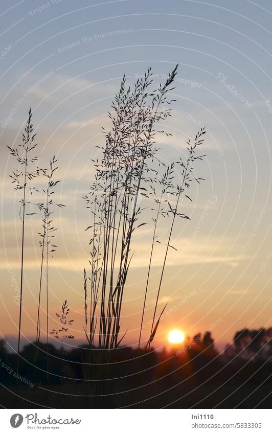 Abendstimmung Natur Landschaft Sommer Horizont Tagesausklang Faszination romantisch Sonne Sonnenuntergang Bäume Gräser Entschleunigung Ruhe Stille Ehrfurcht