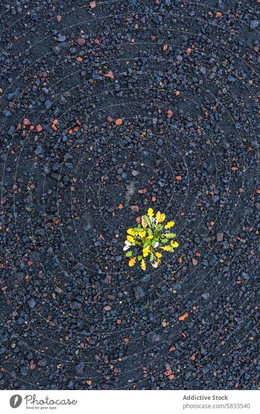 Widerstandsfähige Blume, die inmitten des rauen vulkanischen Hochlands gedeiht Vegetation Belastbarkeit Natur Schönheit Umwelt Felsen dunkel robust gelb Pflanze