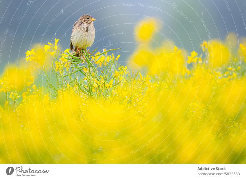 Kleine Grauammer auf einem Rapsfeld in der regnerischen Wiese von Vitoria Vogel Regen Pflanze Spanien gelb Blume Natur Tierwelt Gelassenheit grün sanft