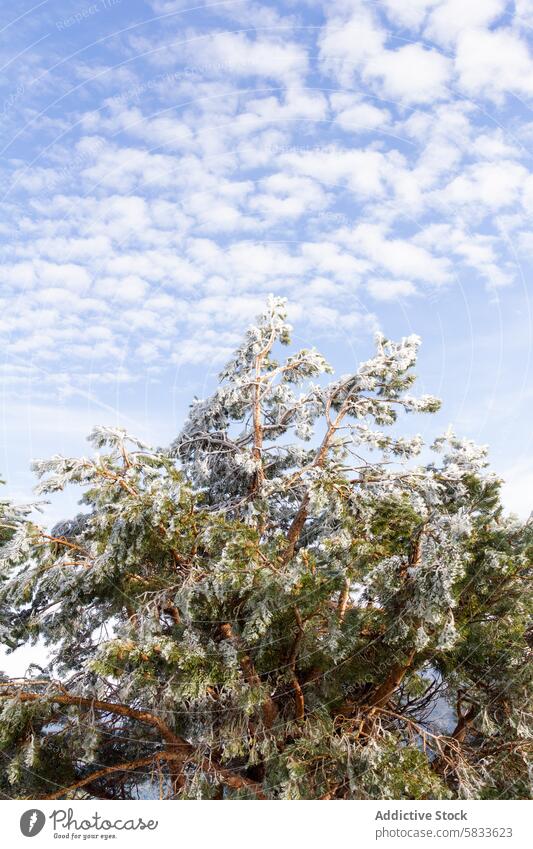 Schneebedeckter Baum vor bewölktem blauem Himmel, Spanien Winter Cloud Frost sierra de guadarrama ruhig Natur Ast Kiefer fluffig malerisch Landschaft im Freien
