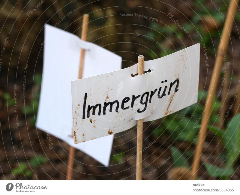 Demo im Kleingarten Immergrün Schild Garten Gartenarbeit Botanik botanisch Pflanze Umwelt Flora Park Schrebergarten Apocynaceae Vinca Hundsgiftgewächse