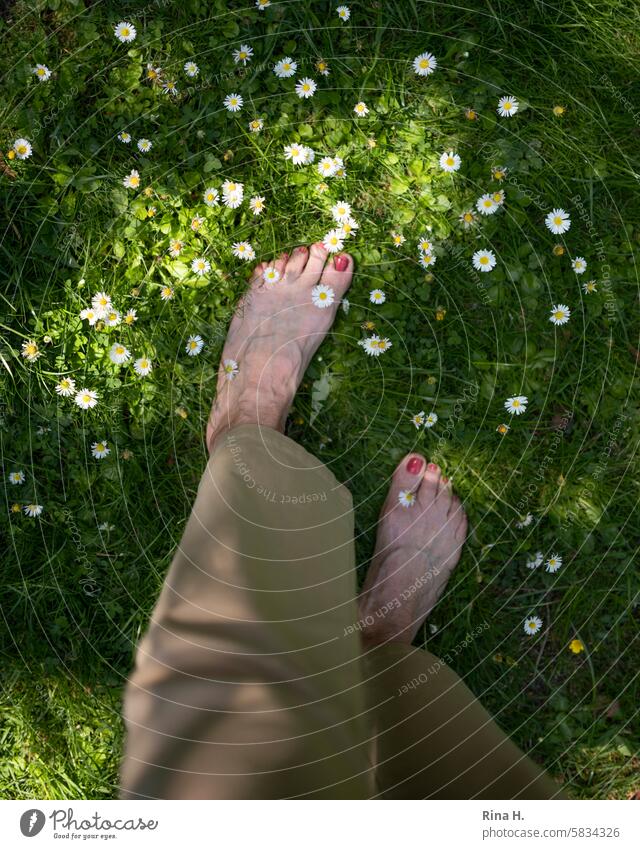Barfuss auf der Gänseblümchenwiese Füsse oben Frauenfüße Rasen Lackierte Zehennägel gänseblümchenwiese Schattenspiel